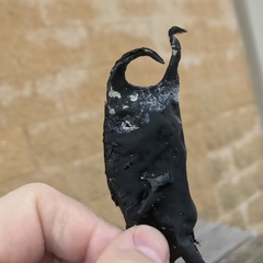 Rostroraja eglanteria