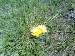 Coryphantha pycnacantha