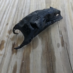 Rostroraja eglanteria