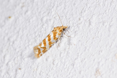 Aethes margaritana