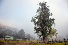 Magnolia tamaulipana
