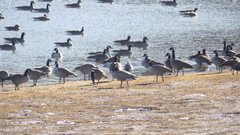 Anser caerulescens