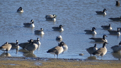 Anser caerulescens