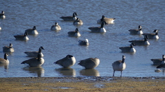 Anser caerulescens