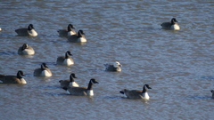 Anser caerulescens