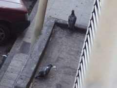 Columba livia domestica
