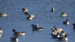 Anser caerulescens