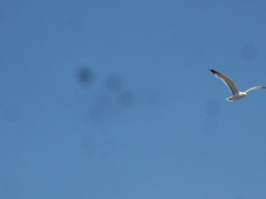 Larus michahellis
