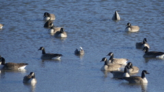 Anser caerulescens