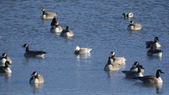 Anser caerulescens