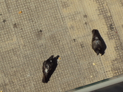 Columba livia domestica