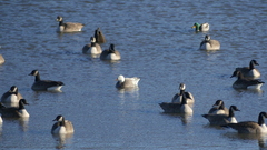 Anser caerulescens