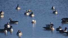 Anser caerulescens