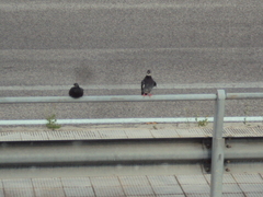 Columba livia domestica