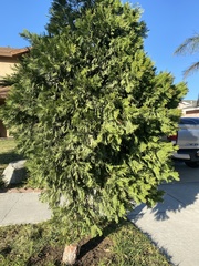 Calocedrus decurrens