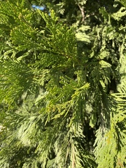 Calocedrus decurrens