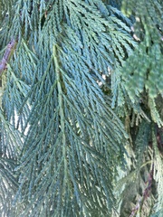 Calocedrus decurrens