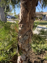 Calocedrus decurrens