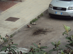 Columba livia domestica