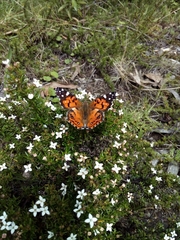 Vanessa altissima