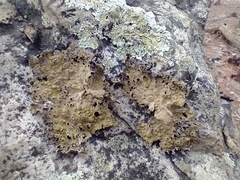 Lasallia pensylvanica