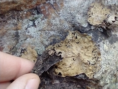 Lasallia pensylvanica