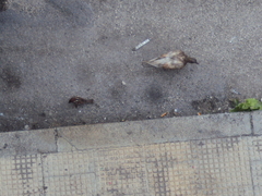 Columba livia domestica