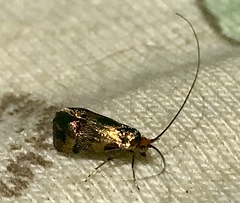 Nemophora sparsella