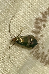 Nemophora sparsella