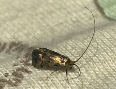 Nemophora sparsella