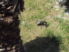 Columba livia domestica