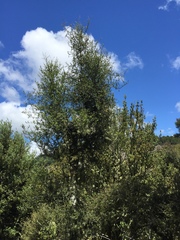 Pittosporum turneri