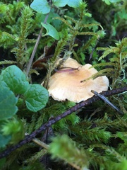 Hydnum oregonense