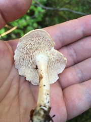Hydnum oregonense