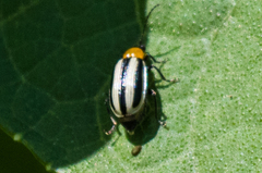 Acalymma trivittatum