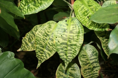 Central African Dracaena (Dracaena goldieana)
