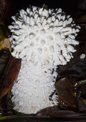 Amanita pyramidifera