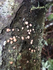 Aleurodiscus grantii