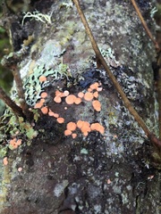 Aleurodiscus grantii