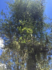 Pittosporum turneri