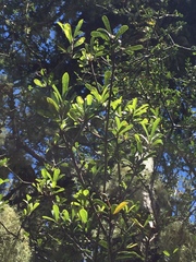 Pittosporum turneri
