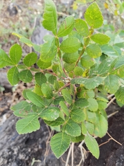 Bursera tomentosa
