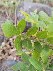 Bursera tomentosa