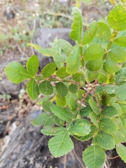 Bursera tomentosa