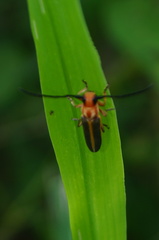 Dylobolus rotundicollis