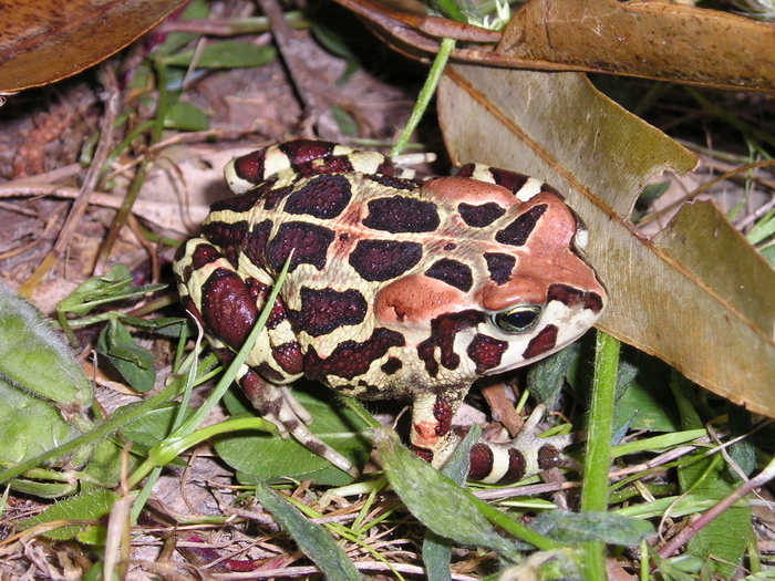 Panther Toad