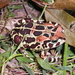 Sclerophrys pantherina - Photo (c) Serban Proches，保留部份權利CC BY-SA