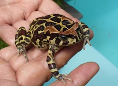 Panther Toad photo 2