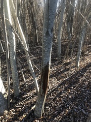 Odocoileus hemionus californicus