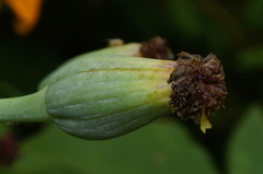 Porophyllum ruderale macrocephalum